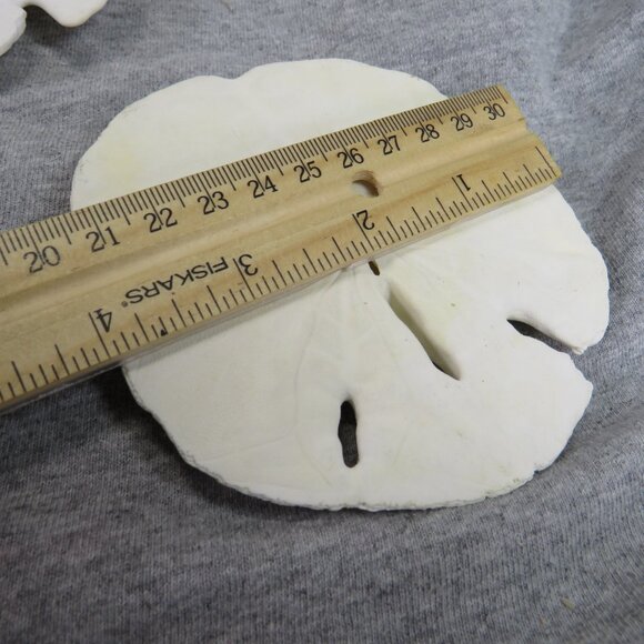 Sea Shell Sand Dollars REAL Large 4" and large white shell 4" Coastal White - Picture 6 of 9